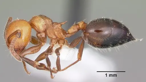 Crematogaster laeviuscula - CASENT0104828