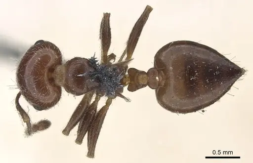 Crematogaster laeviuscula - CASENT0902142