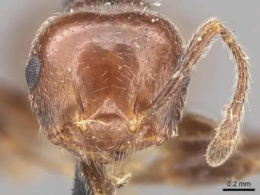 Crematogaster laeviuscula - CASENT0902142