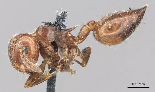 Crematogaster laeviuscula - CASENT0902142