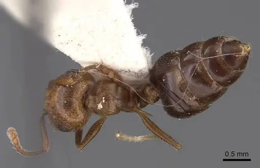 Crematogaster laeviuscula - CASENT0914490
