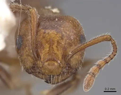 Crematogaster laeviuscula - CASENT0914490