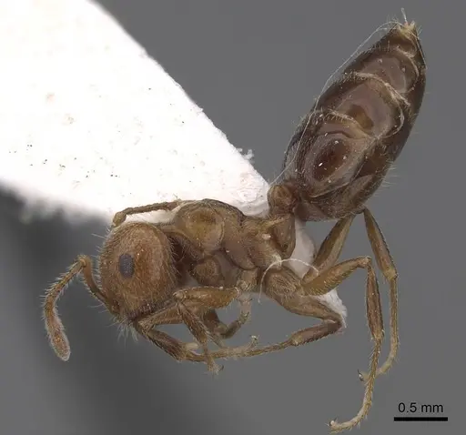 Crematogaster laeviuscula - CASENT0914490