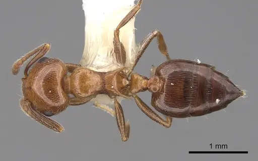 Crematogaster laeviuscula - CASENT0922721