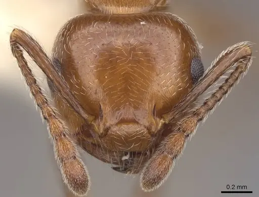 Crematogaster laeviuscula - CASENT0922721
