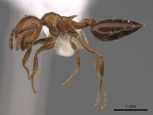 Crematogaster laeviuscula - CASENT0922721