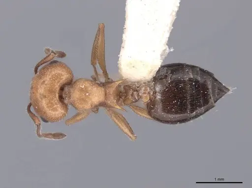 Crematogaster laeviuscula - FMNHINS0000047746