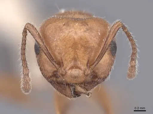 Crematogaster laeviuscula - FMNHINS0000047746