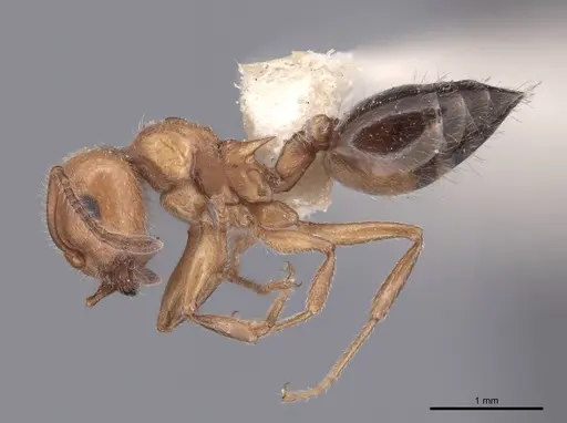 Crematogaster laeviuscula - FMNHINS0000047746