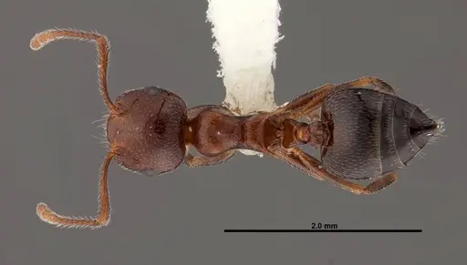Crematogaster laeviuscula - FMNHINS0000088664