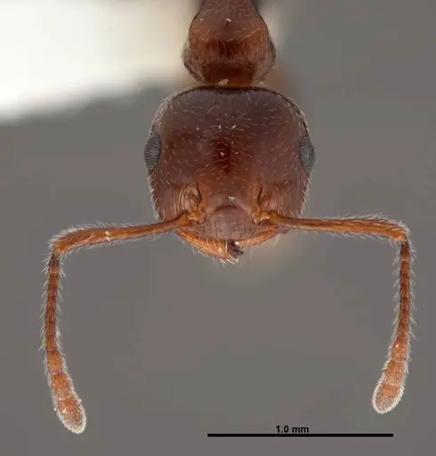 Crematogaster laeviuscula - FMNHINS0000088664