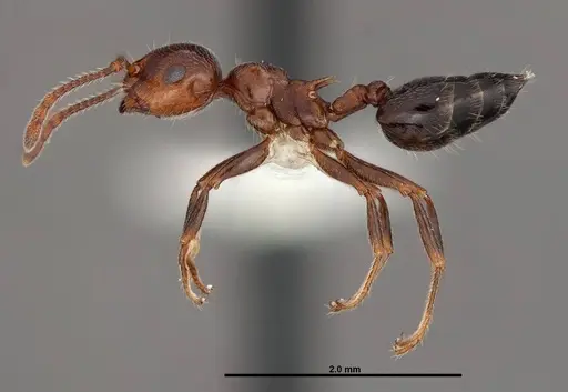 Crematogaster laeviuscula - FMNHINS0000088664