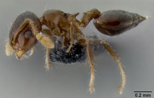 Crematogaster lango specimen