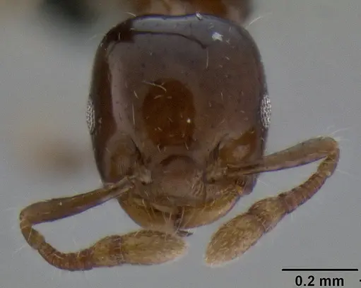 Crematogaster lango - CASENT0090624