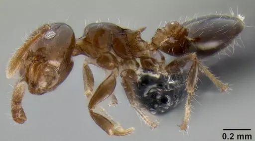 Crematogaster lango - CASENT0090624
