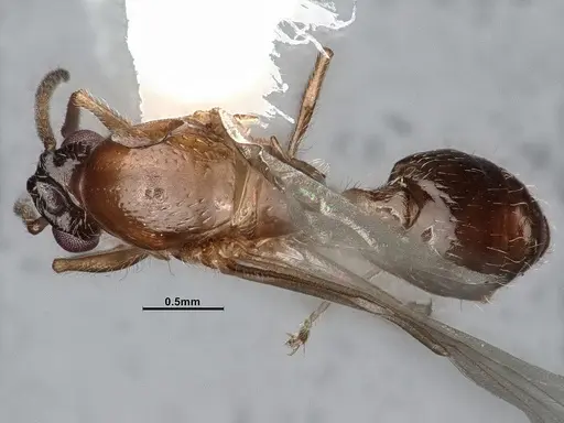 Crematogaster larreae specimen