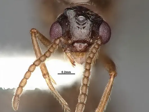 Crematogaster larreae specimen