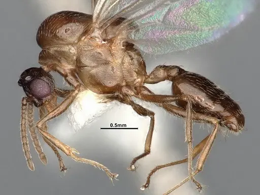 Crematogaster larreae specimen