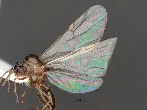 Crematogaster larreae - CASENT4031433