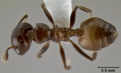 Crematogaster latuka specimen