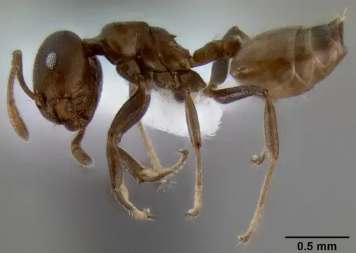 Crematogaster latuka specimen