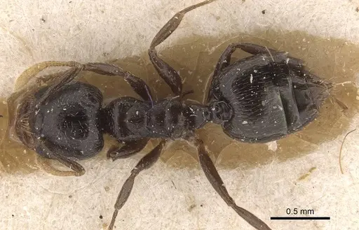 Crematogaster laurenti specimen