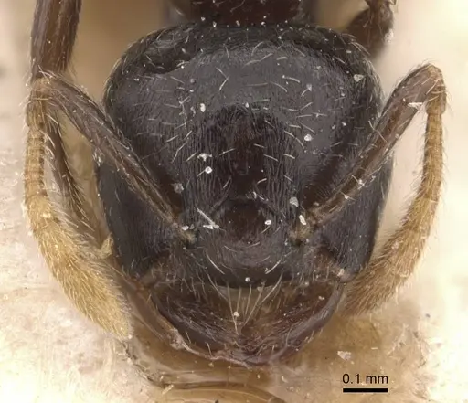 Crematogaster laurenti specimen