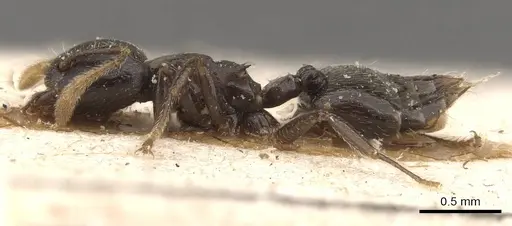 Crematogaster laurenti specimen