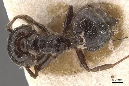 Crematogaster laurenti - CASENT0908631