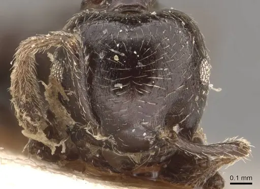 Crematogaster laurenti - CASENT0908631