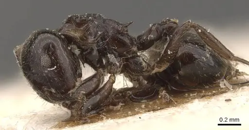 Crematogaster laurenti - CASENT0908631