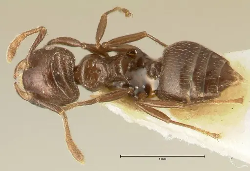 Crematogaster laurenti - FOCOL1436