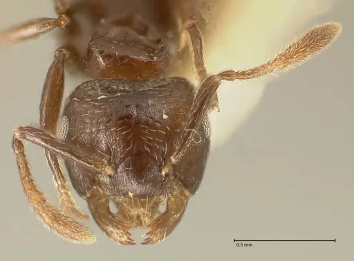 Crematogaster laurenti - FOCOL1436