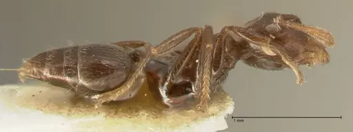 Crematogaster laurenti - FOCOL1436