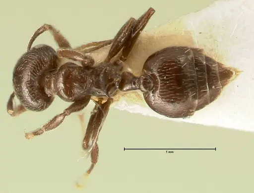 Crematogaster laurenti - FOCOL1437