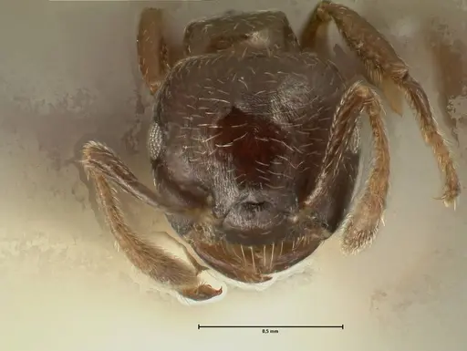 Crematogaster laurenti - FOCOL1437