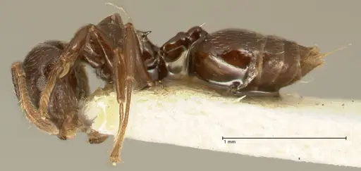 Crematogaster laurenti - FOCOL1437