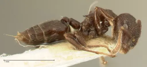 Crematogaster laurenti - FOCOL1437