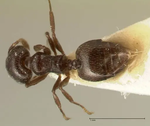 Crematogaster laurenti - FOCOL1438