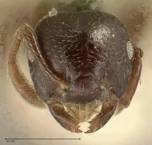 Crematogaster laurenti - FOCOL1438