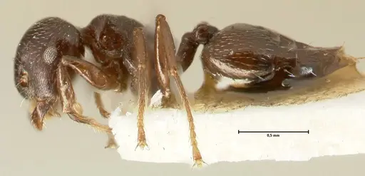 Crematogaster laurenti - FOCOL1438