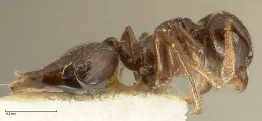 Crematogaster laurenti - FOCOL1438