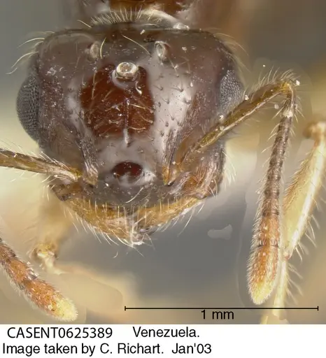 Crematogaster levior specimen