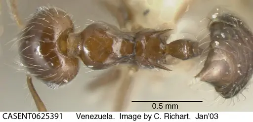 Crematogaster levior - CASENT0625391