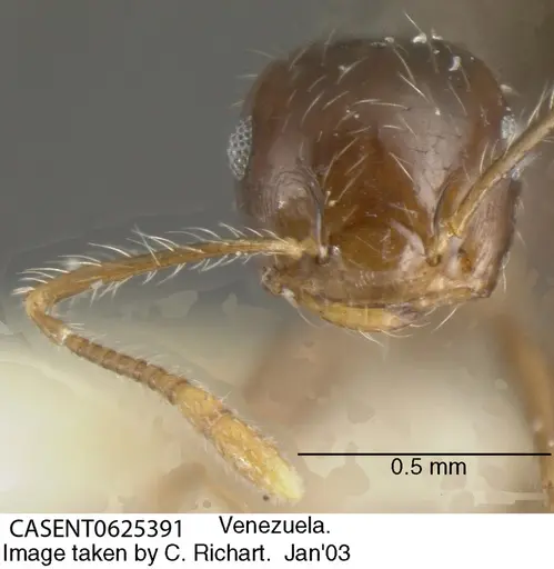 Crematogaster levior - CASENT0625391