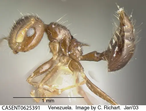 Crematogaster levior - CASENT0625391