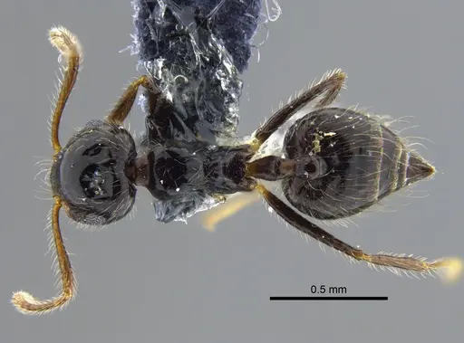 Crematogaster levior - CBUMAGENT41936