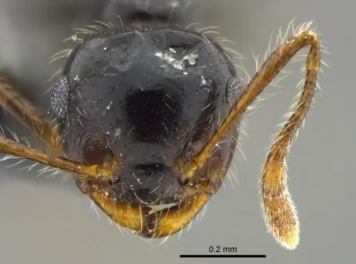 Crematogaster levior - CBUMAGENT41936