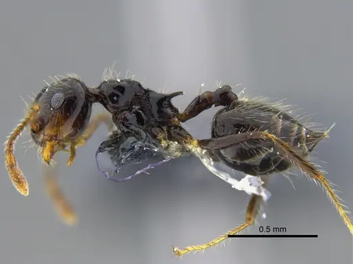 Crematogaster levior - CBUMAGENT41936