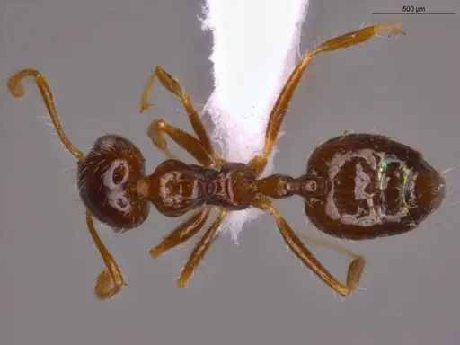 Crematogaster levior - ECOFOG-MI15-0237-43